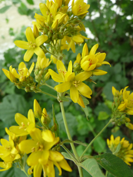 Fleurs jaune vif regroupées en panicule présentant quelques feuilles à la base. Agrandir dans une nouvelle fenêtre (ou onglet)